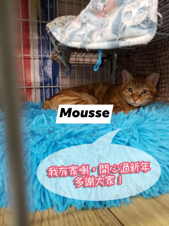 Mousse.jpg